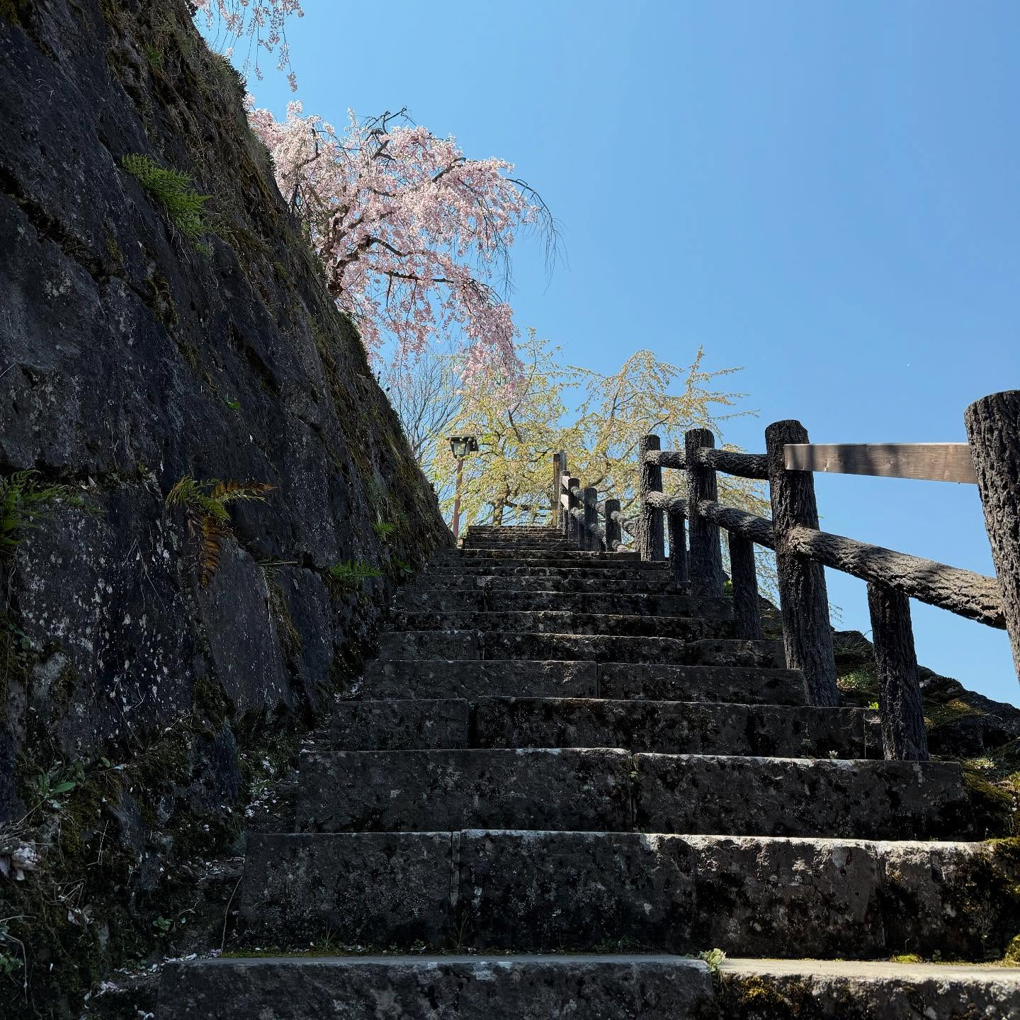 【春ですね〜☘️】