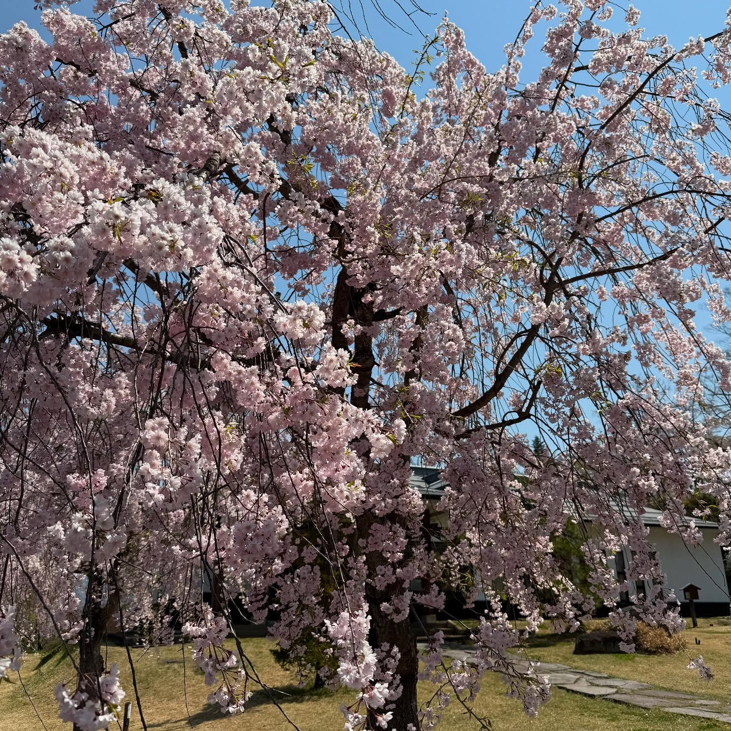 【春ですね〜☘️】